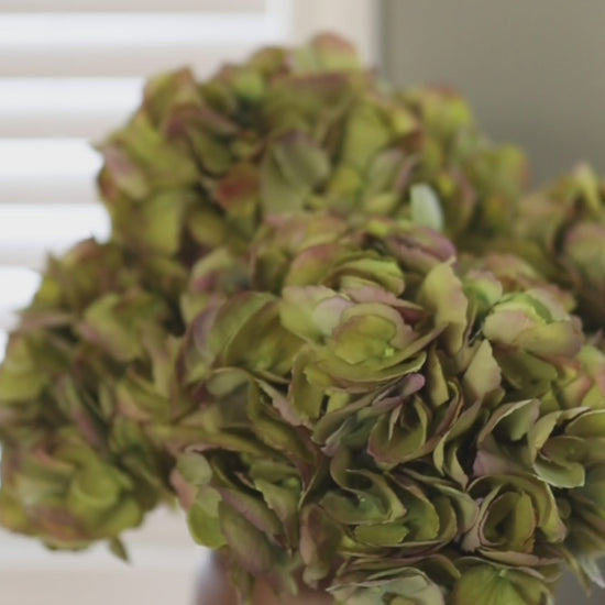 Video Showing Green Fake Hydrangeas in a Vase