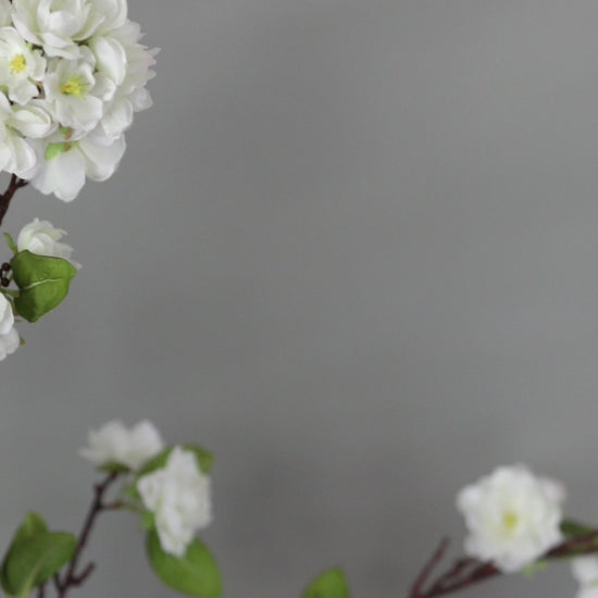 Video Showcasing White Cherry Blossom Branches