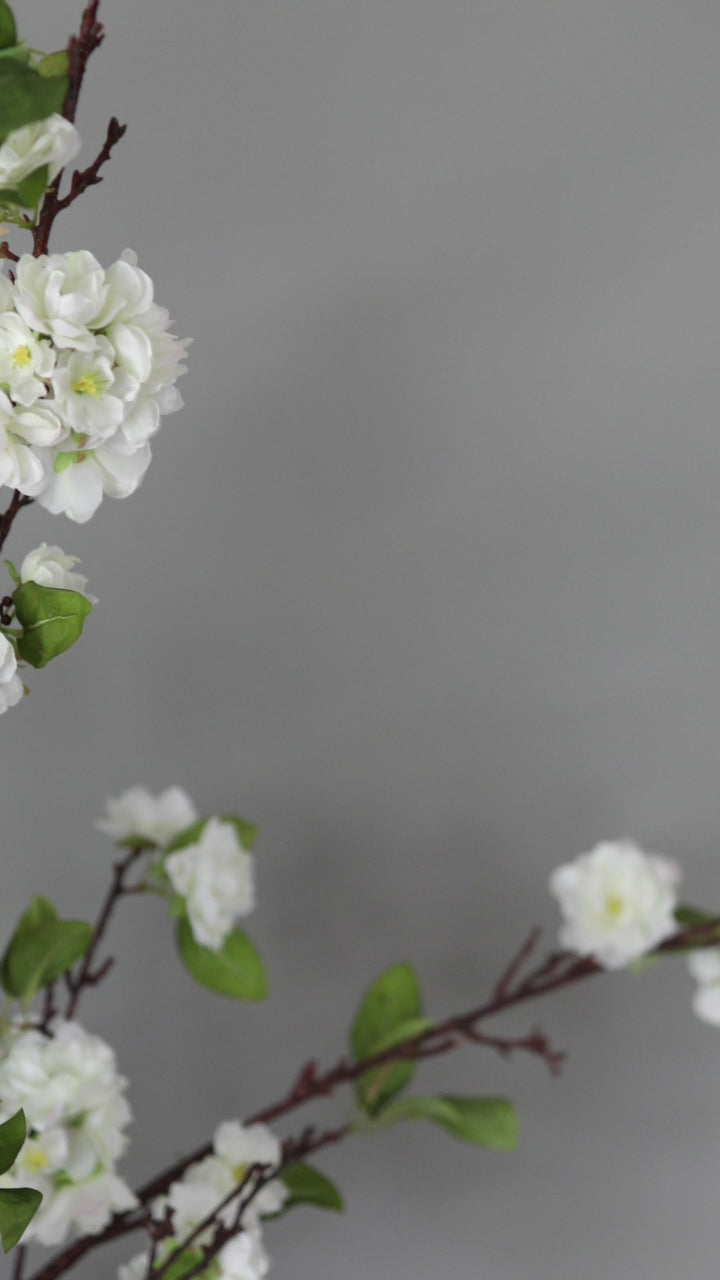 Video Showcasing White Cherry Blossom Branches