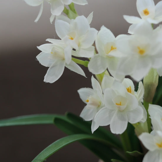 Video Showcasing Artificial White Natcissus Plants