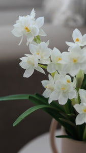 Video Showcasing Artificial White Natcissus Plants