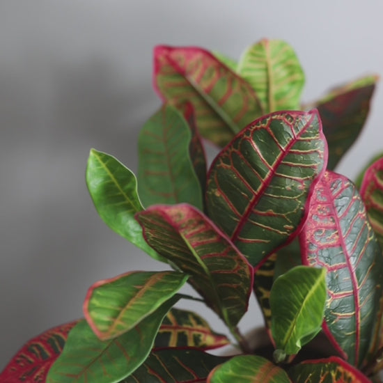 Short Clip of Colorful Tropical Fake Croton Leaves