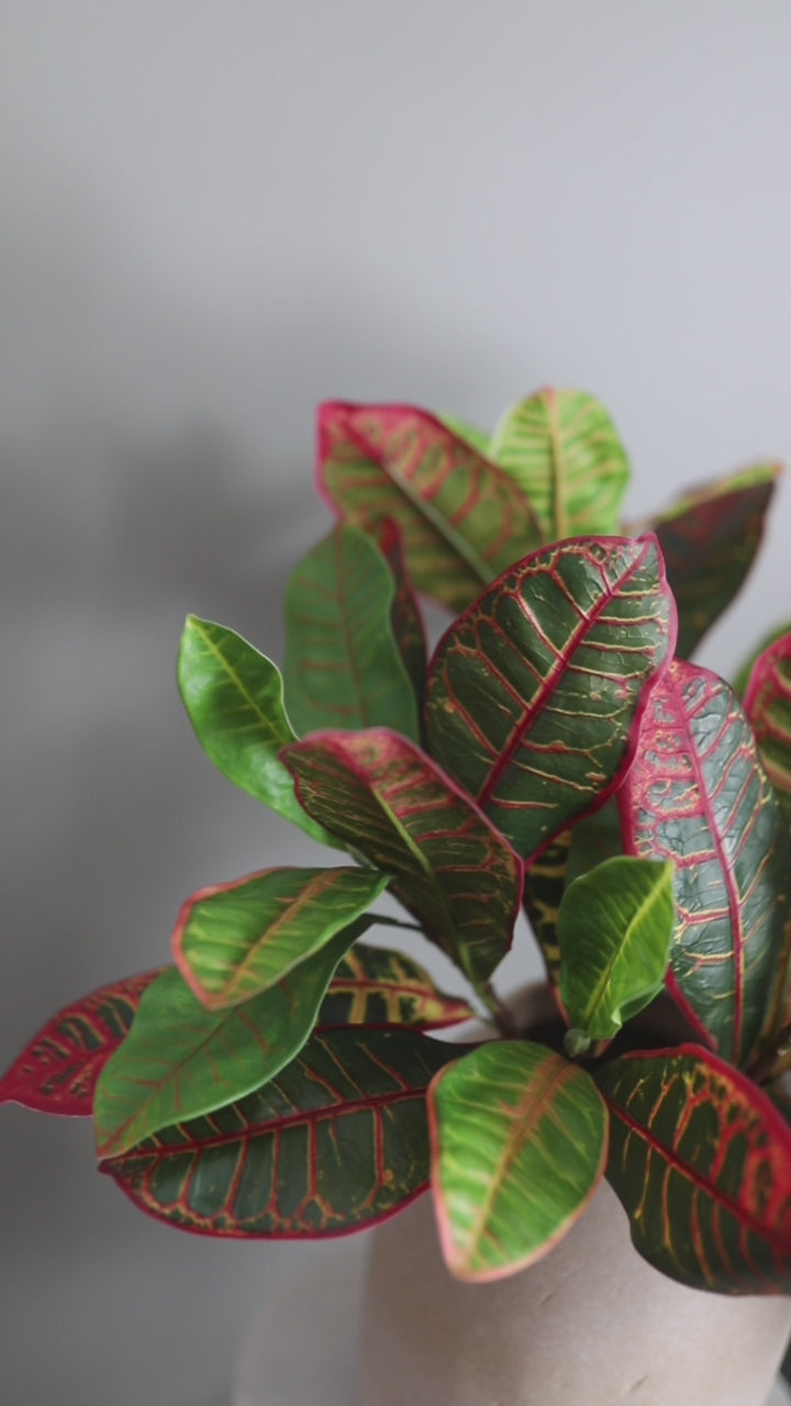 Short Clip of Colorful Tropical Fake Croton Leaves