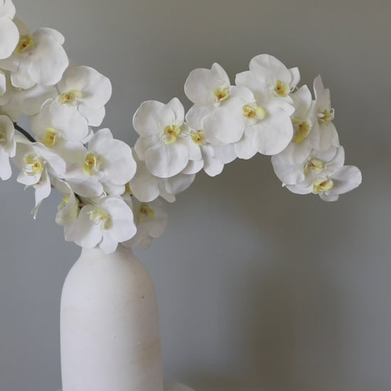 Details of Lifelike Phalaenopsis Orchids in Bright White