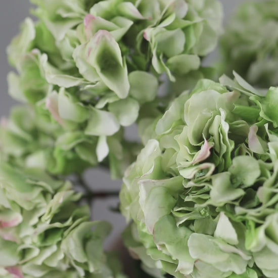 Video Clip of Real Touch Green Hydrangeas in Vase