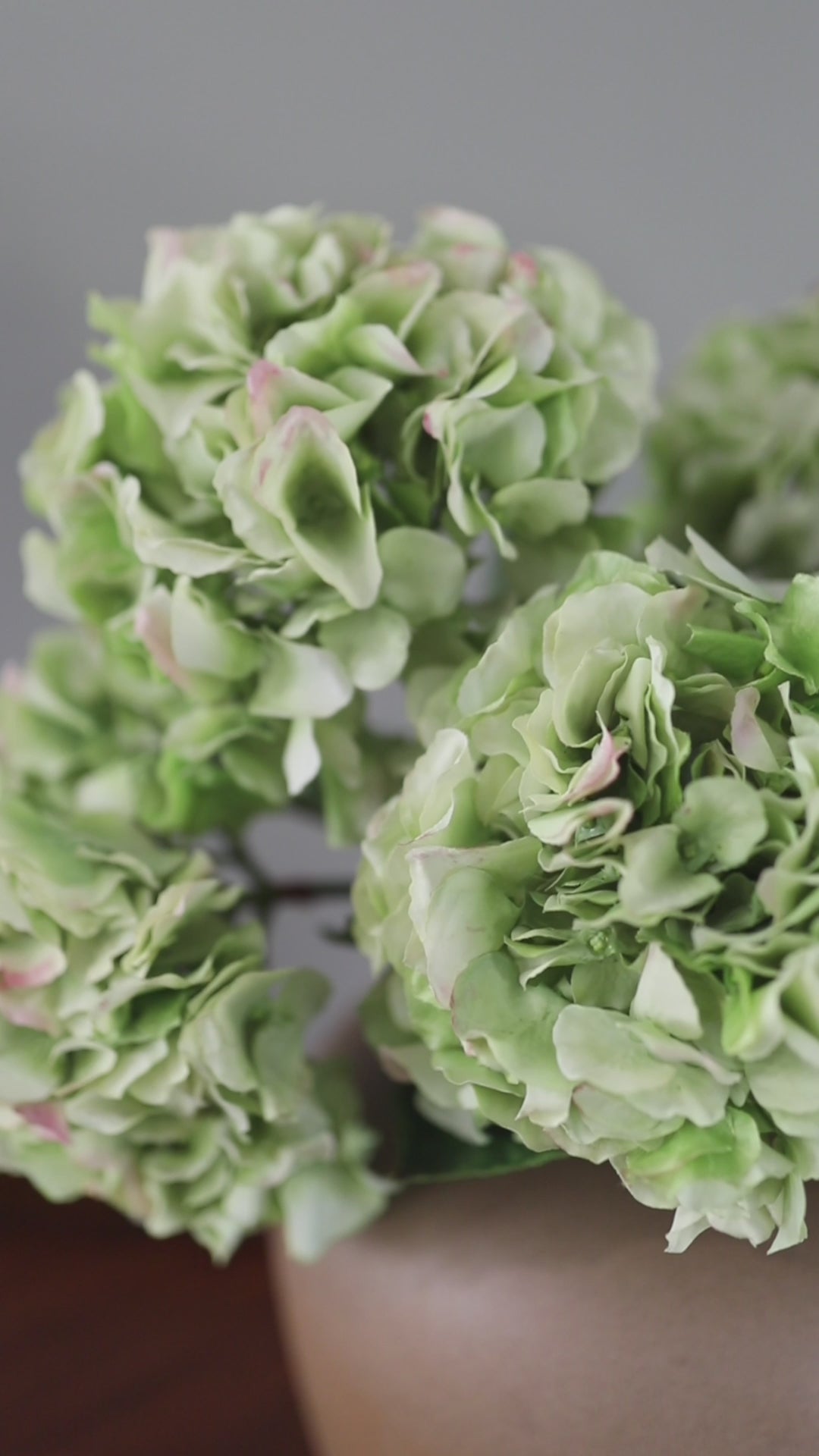 Video Clip of Real Touch Green Hydrangeas in Vase