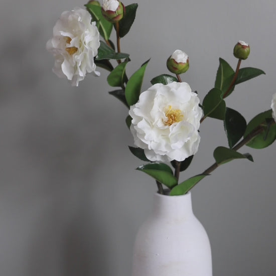 Short Video of White Real Touch Camellia Flowers