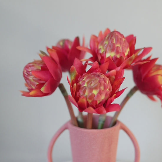 Video Clip of Tropical Flowers Orange Proteas