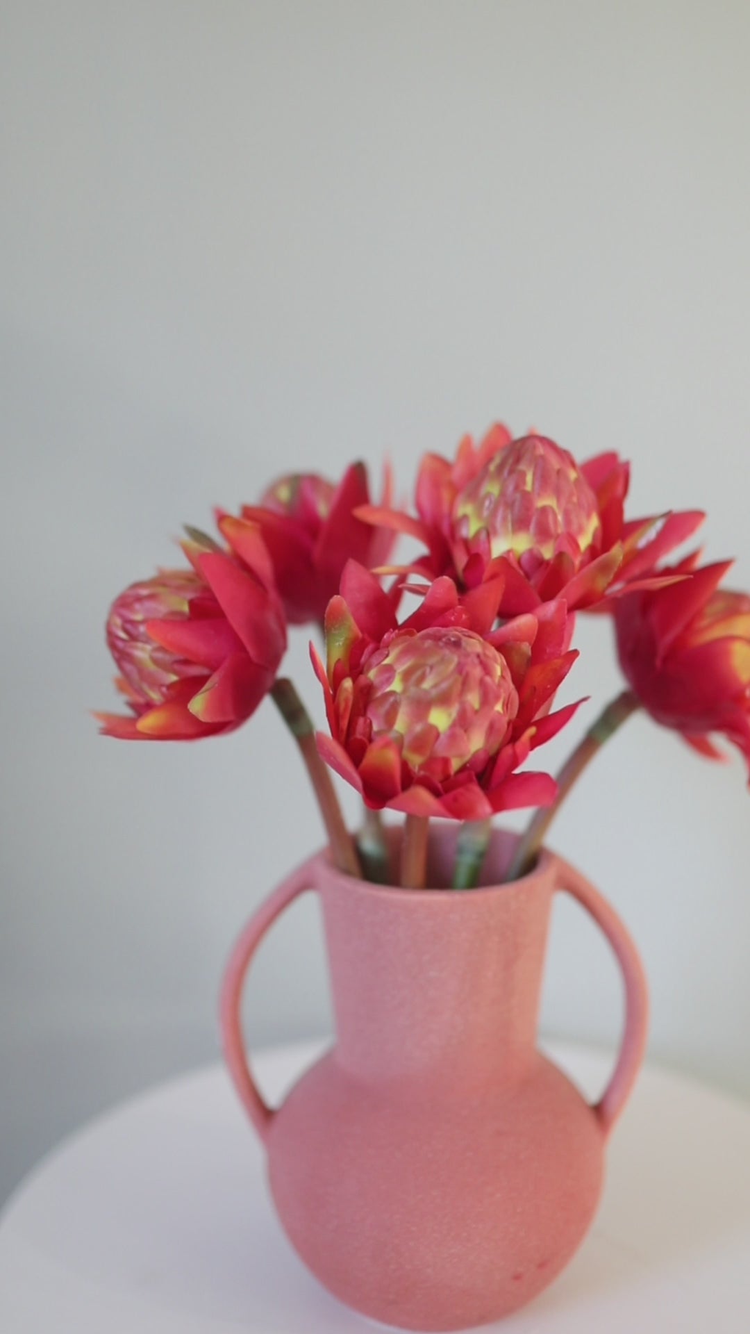 Video Clip of Tropical Flowers Orange Proteas