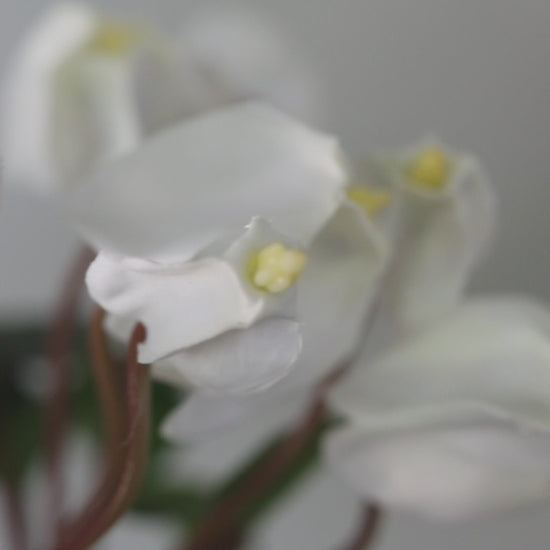Artificial Flowers Cyclamen Bundle in White
