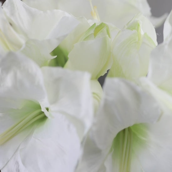 Video of White Holiday Amaryllis Stems in Vase