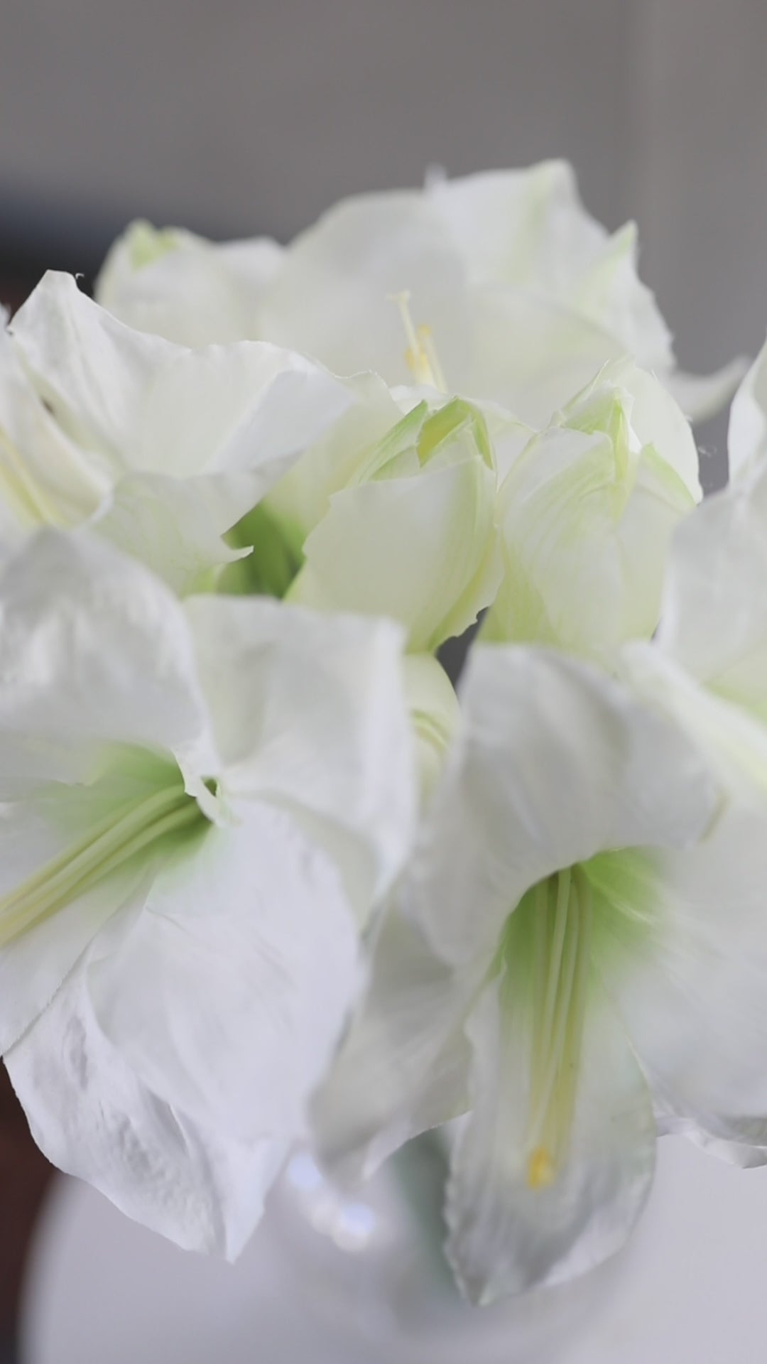 Video of White Holiday Amaryllis Stems in Vase