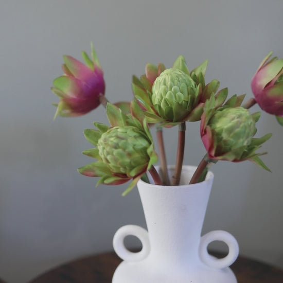 Video Showcasing Green Tropical Waratah Proteas