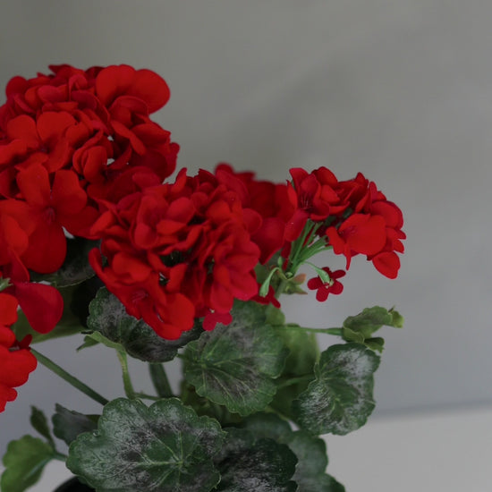 Fake Flowers Red Geranium Bush Video Details