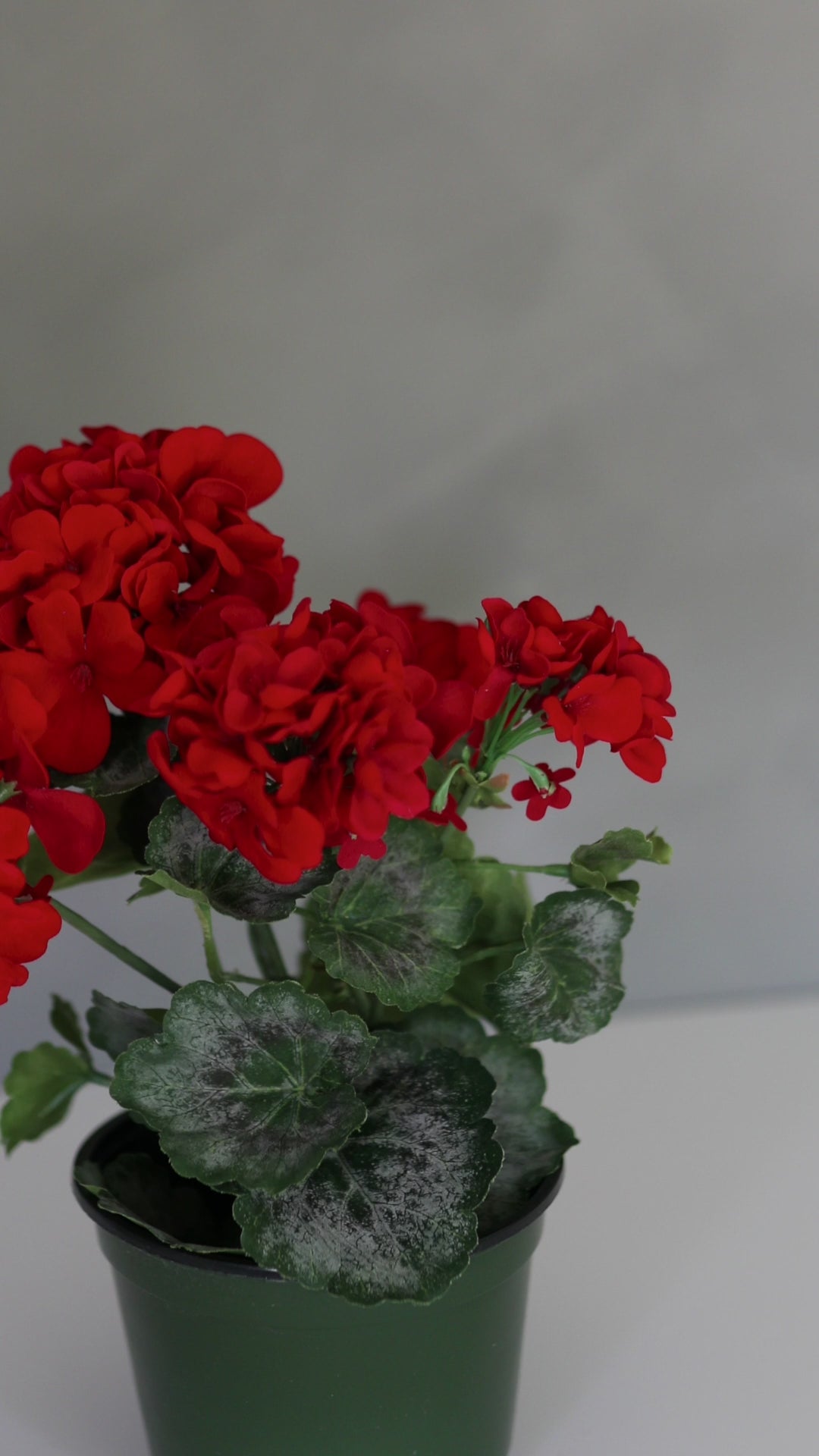 Fake Flowers Red Geranium Bush Video Details