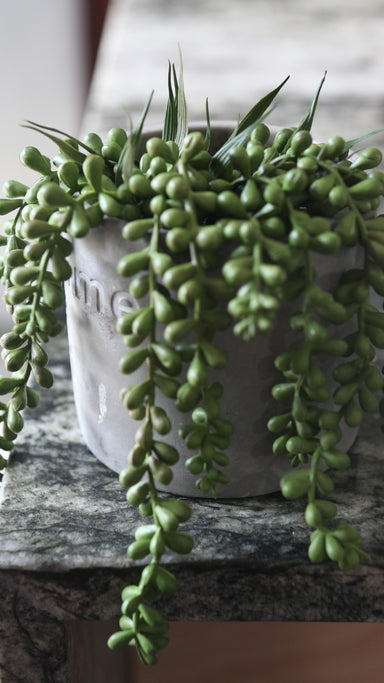 plastic string of pearls plant Green String of Pearls 13"