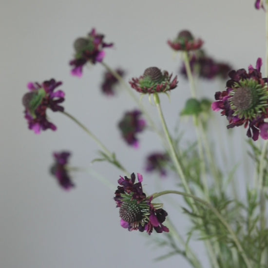 Violet Purple Flowers Scabiosa Wildflowers
