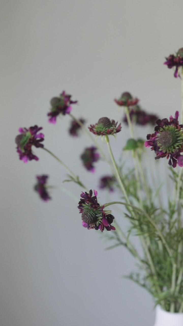 Violet Purple Flowers Scabiosa Wildflowers