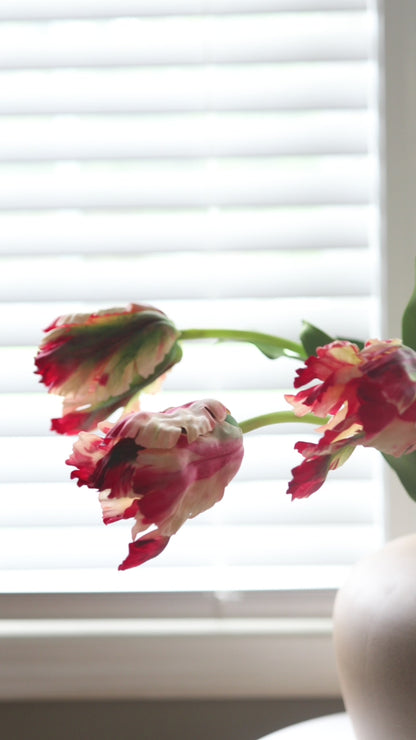 Product Video Showcasing Real Touch Red and Cream Tulips in Vase