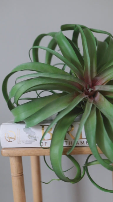 air plant home decor Large Air Grass Plant 12