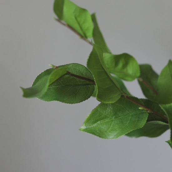 Video Clip of Artificial Salal Leaves in Green