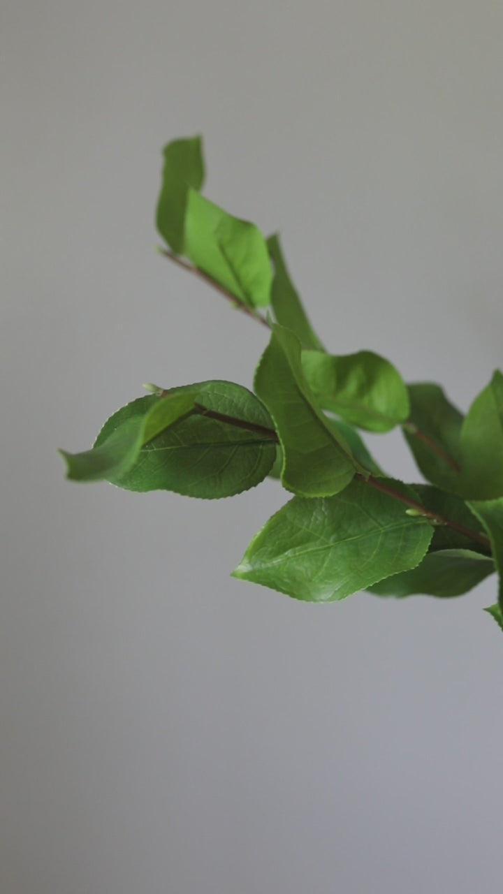 Video Clip of Artificial Salal Leaves in Green