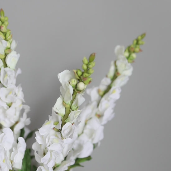 Video Clip of White Snapdragons Home Decor