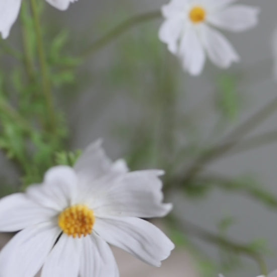 Real Touch Flowers White Cosmos Wildflowers Video