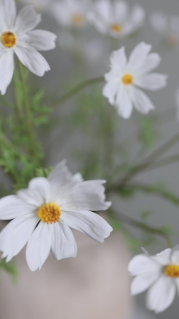 Real Touch Flowers White Cosmos Wildflowers Video