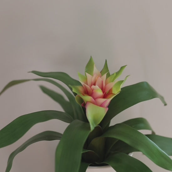 Video Clip of Artificial Tropical Pink Bromeliad Plant