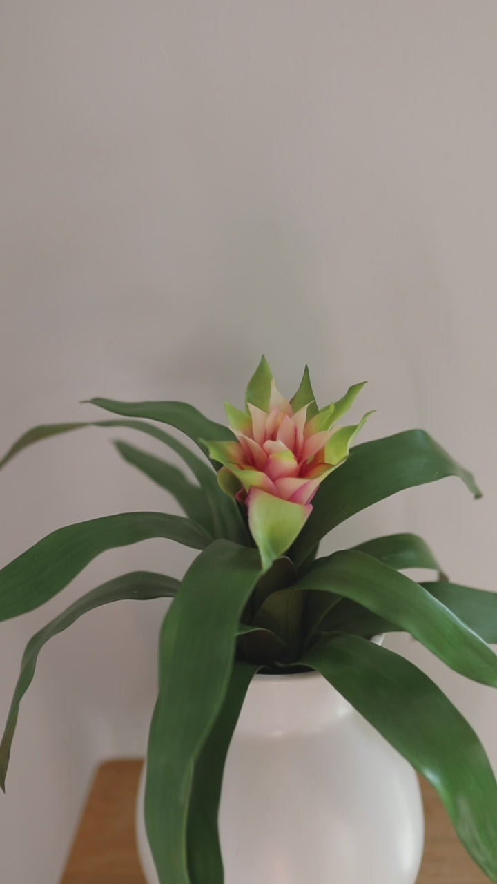 Video Clip of Artificial Tropical Pink Bromeliad Plant