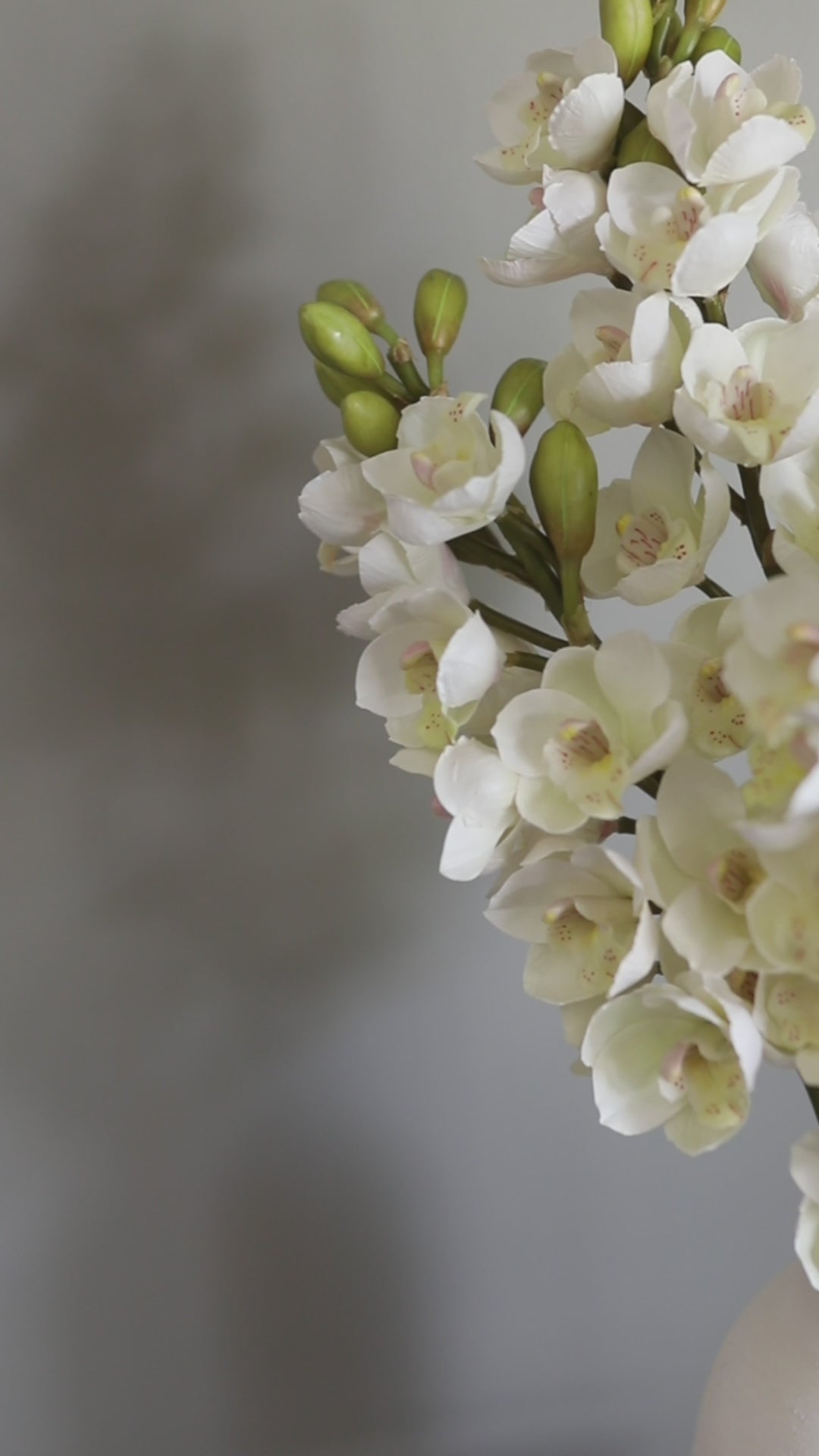 Video Clip of Faux Cream Orchids Cymbidiums