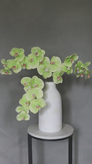 Green Phalaenopsis Orchid | Green Fake Orchids | Premium Florals