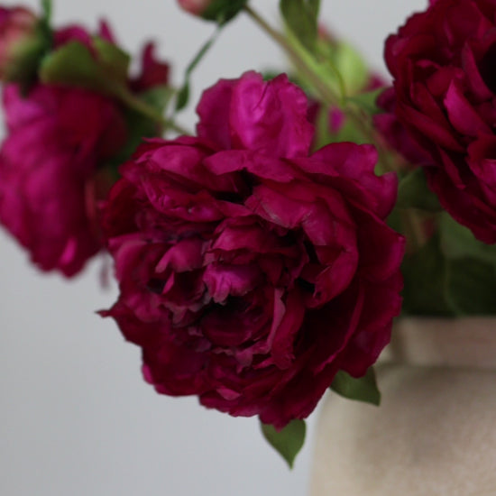 Burgundy Pink Silk Peonies Video Short