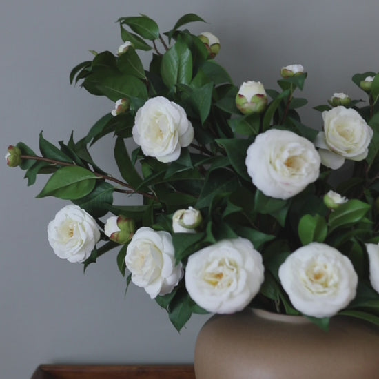 White Flower Bush Faux Camellias Video