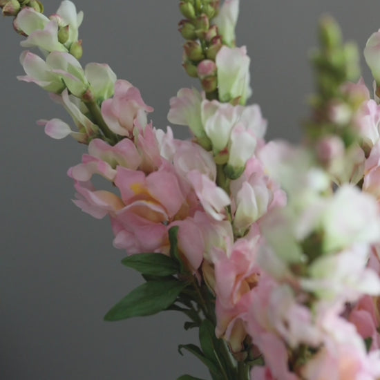 Pink Real Touch Snapdragons Short Video