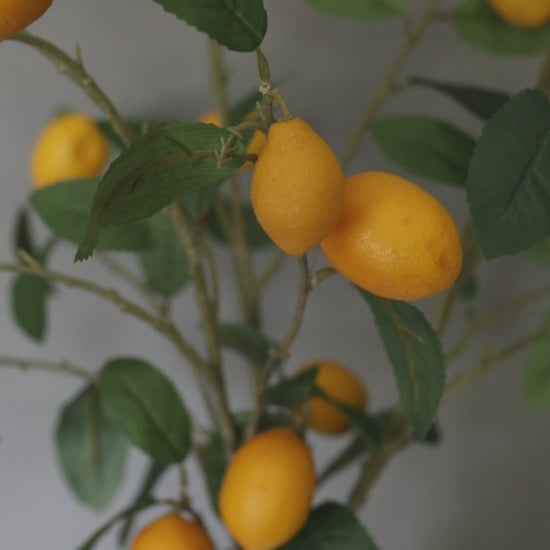 Yellow Lemon Fruits and Leaves Branches Video