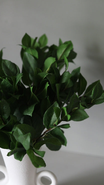 Video of Faux Camellia Green Leaves in White Vase