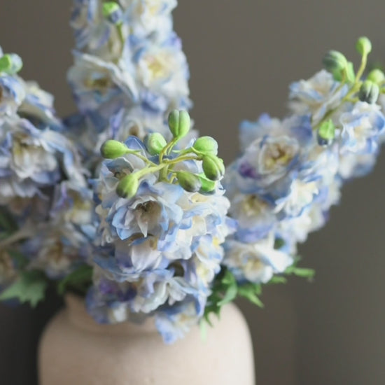 Blue Delphinium Stems Short Video Clip