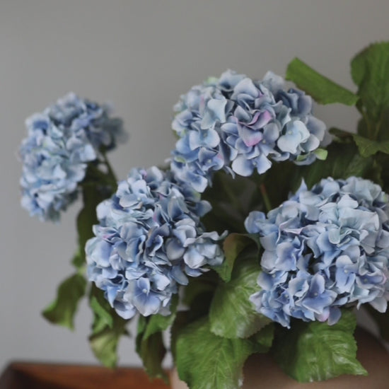 Blue Fake Hydrangea Double Blossom Flowers Video