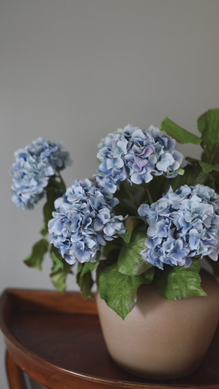 Blue Fake Hydrangea Double Blossom Flowers Video