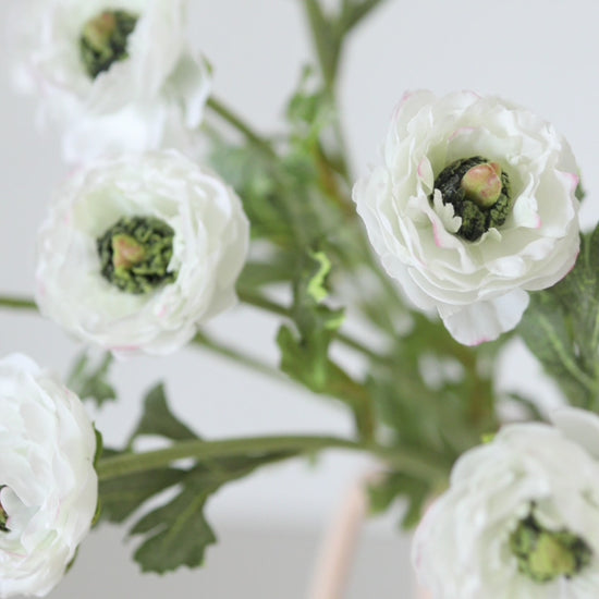 Video of White Silk Ranunculus Flowers