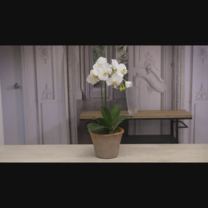Video of Real Touch White Orchids in Planter