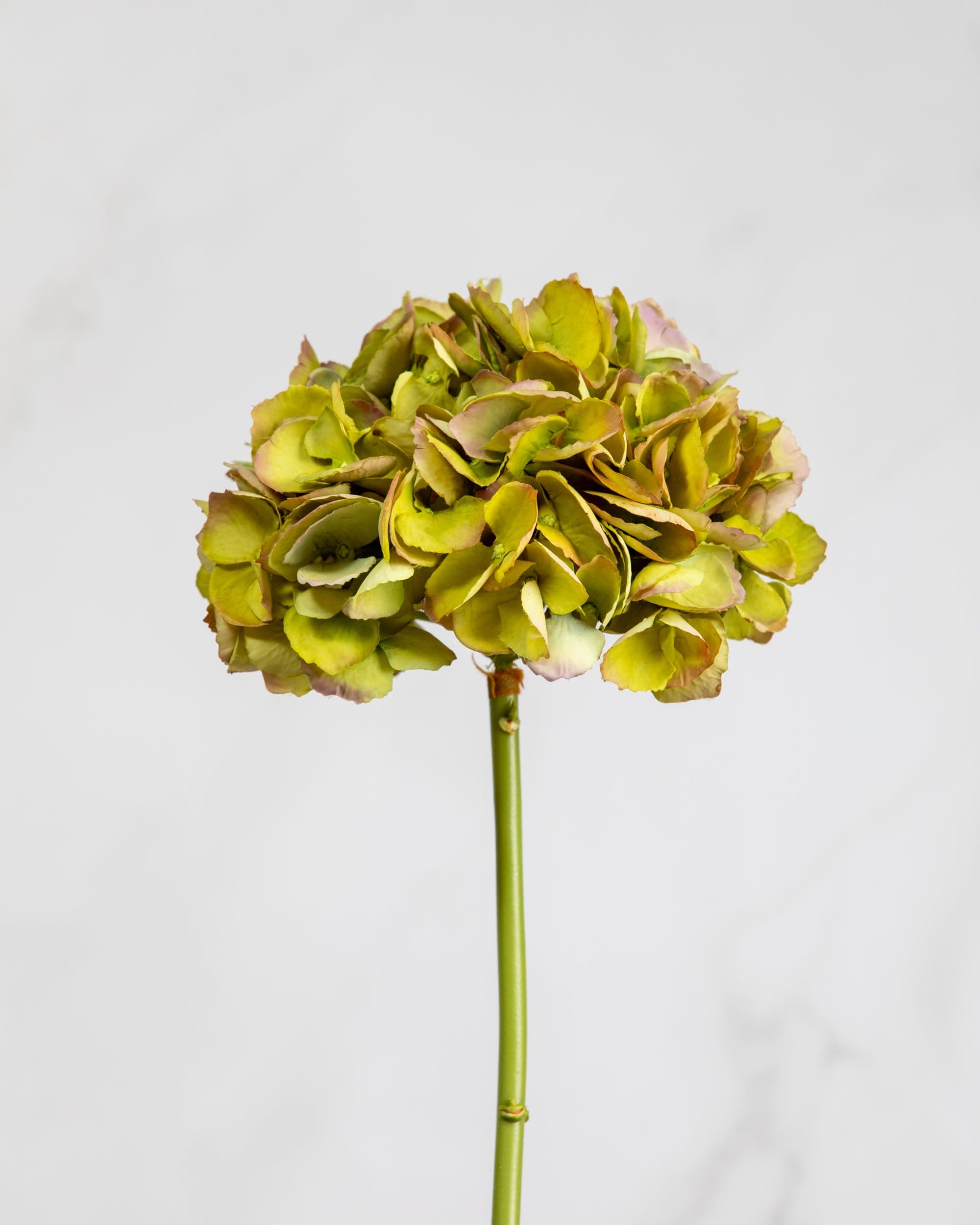 Prestige Botanicals Artificial Green Dry Hydrangea