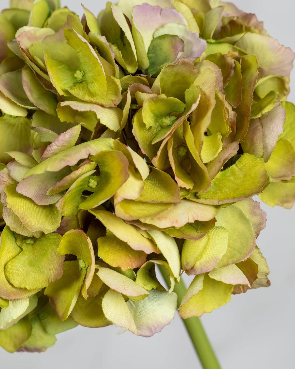 Prestige Botanicals Artificial Green Dry Hydrangea close up