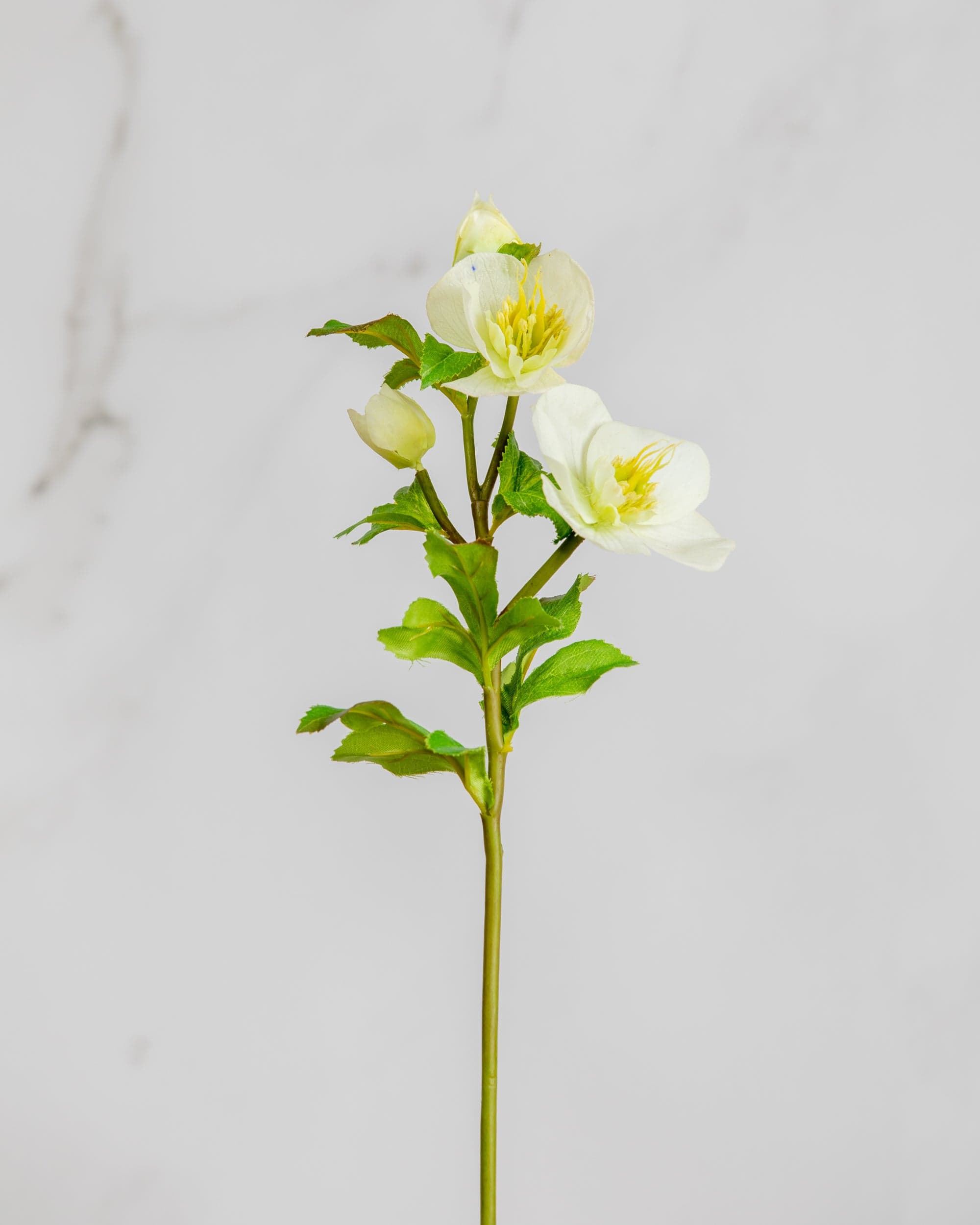 Prestige Botanicals Artificial White Hellebore also known as Winter Rose