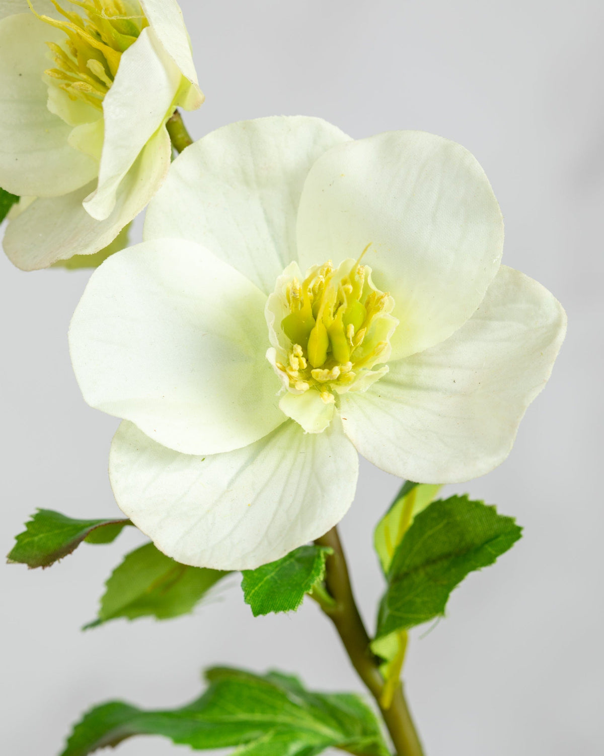 Prestige Botanicals Artificial White Hellebore close up