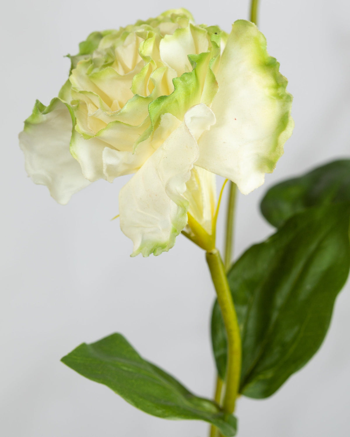 Prestige Botanicals Artificial White and Green Lisianthus close up