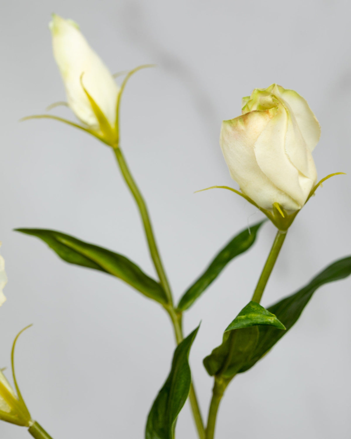 Prestige Botanicals Artificial White and Green Lisianthus bud close up