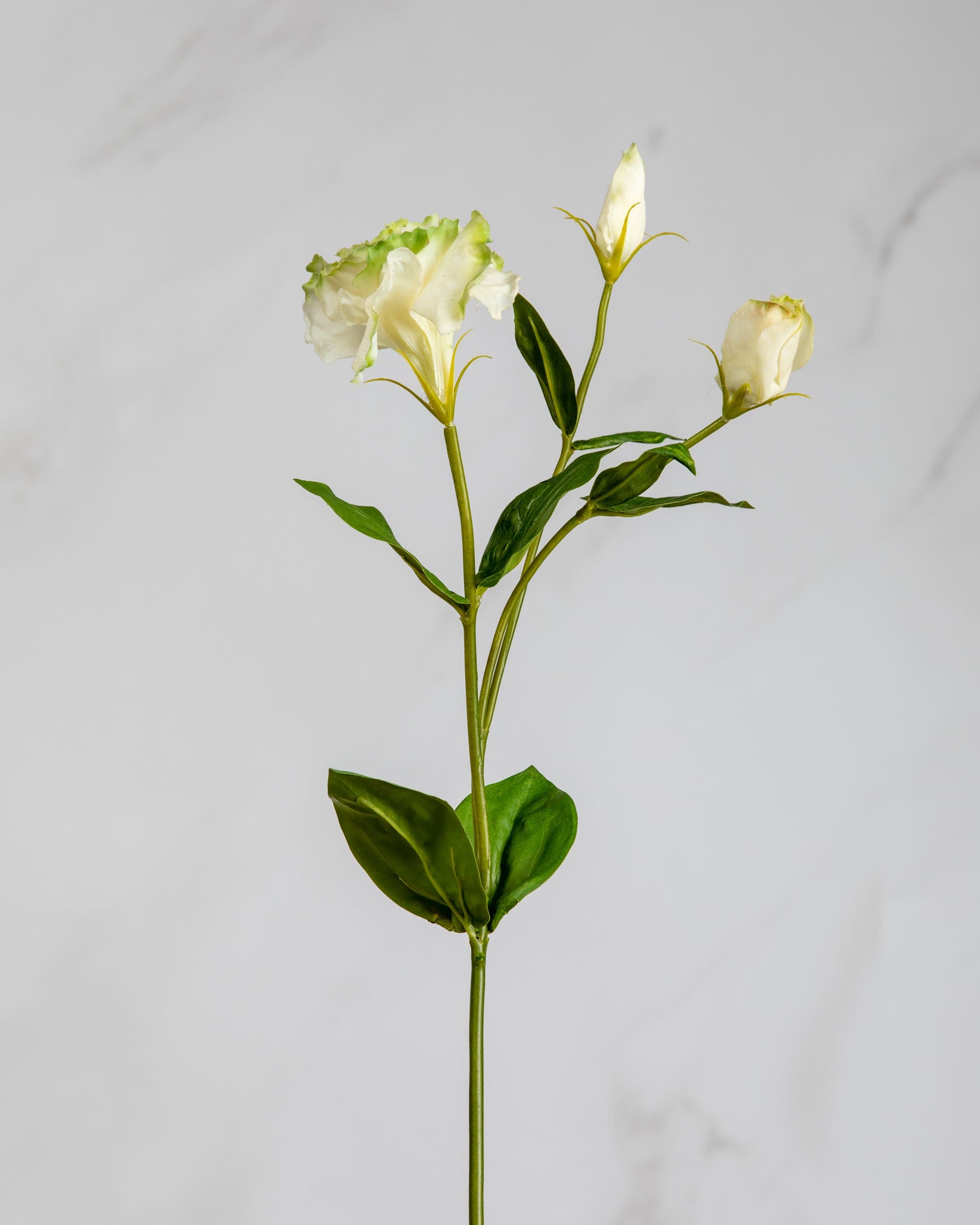 Prestige Botanicals Artificial White and Green Lisianthus